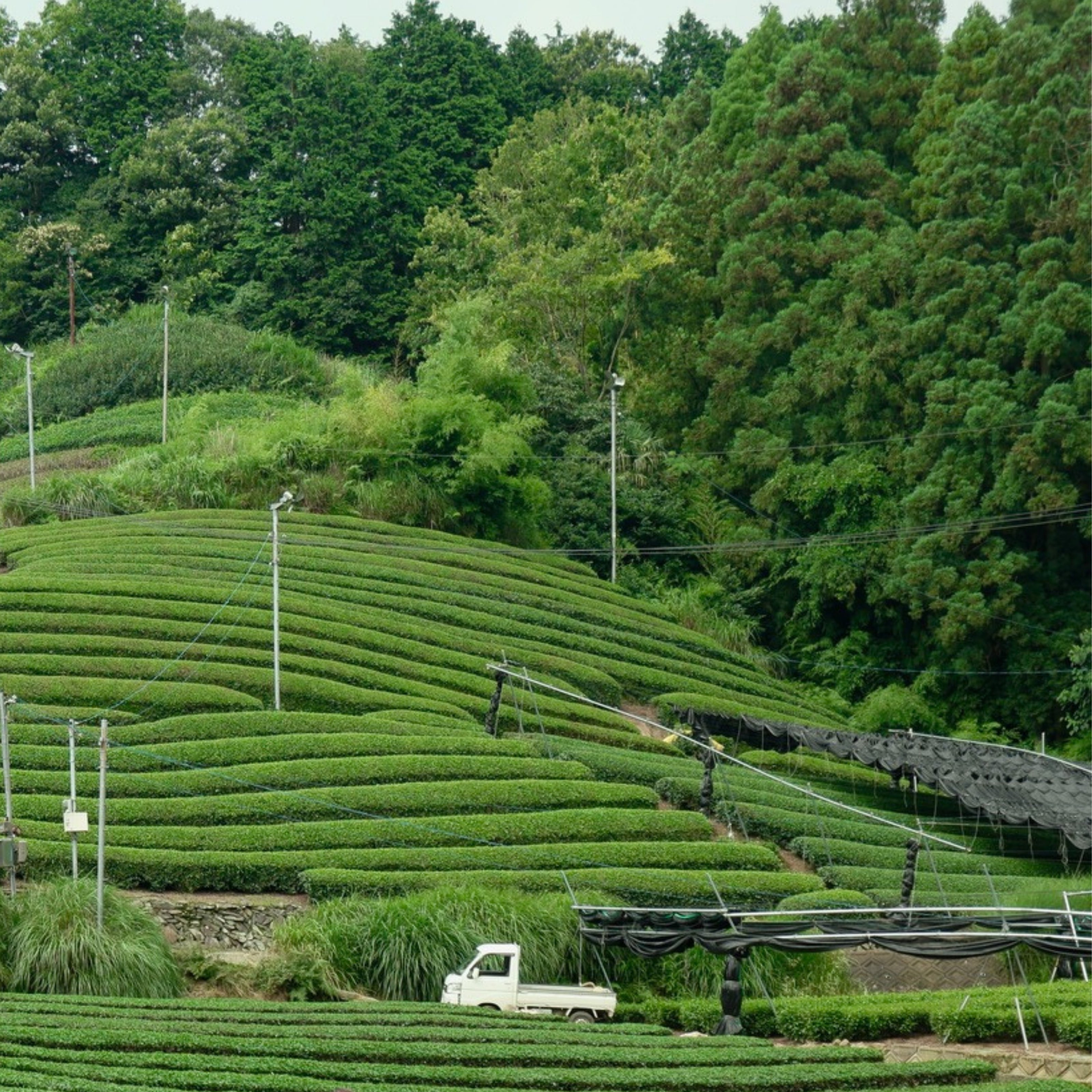 Van plantage tot matcha latte