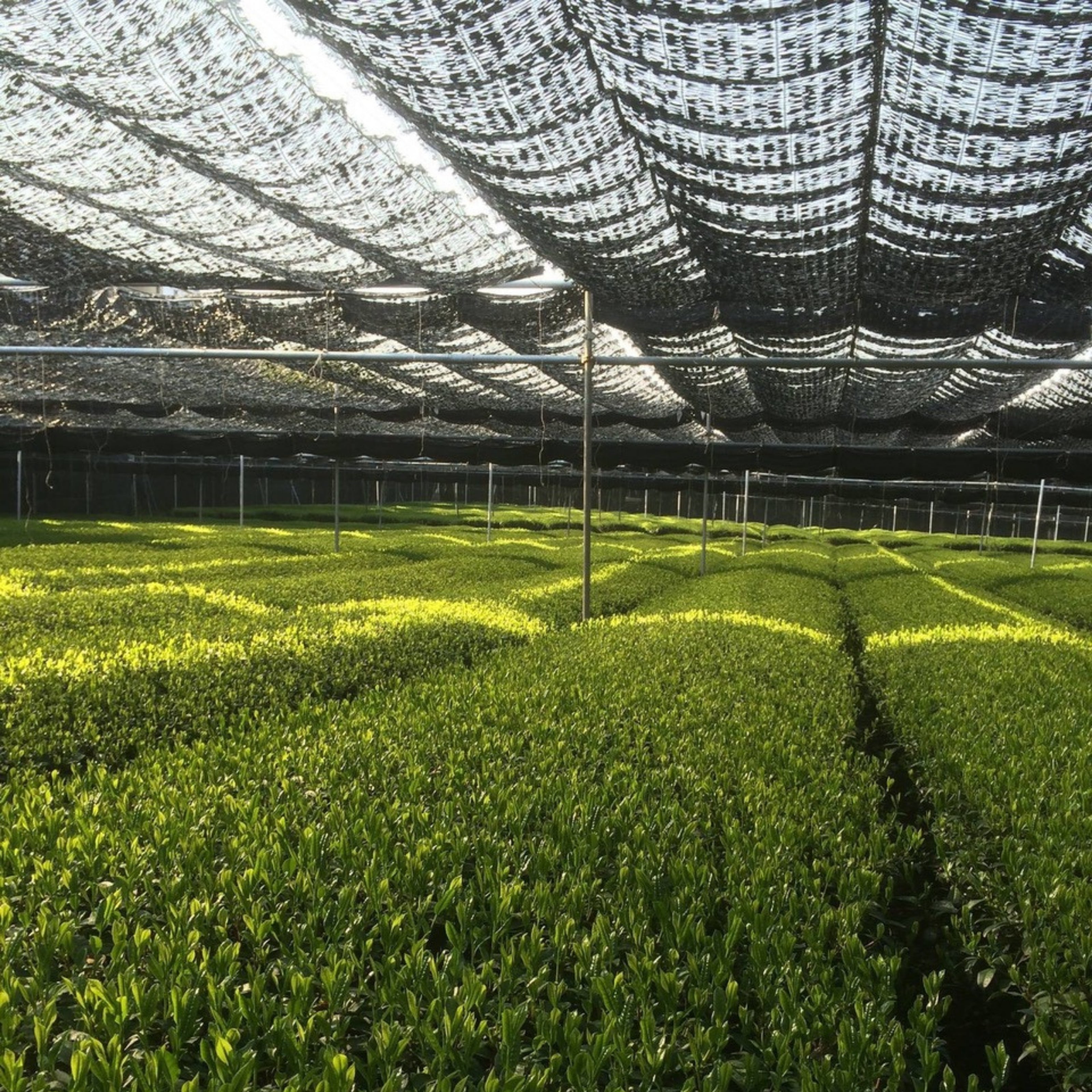 Cultivars: de smaakmakers